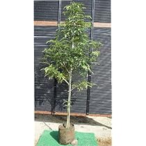 5195ZoF9+cL._AC_UL210_SR210,